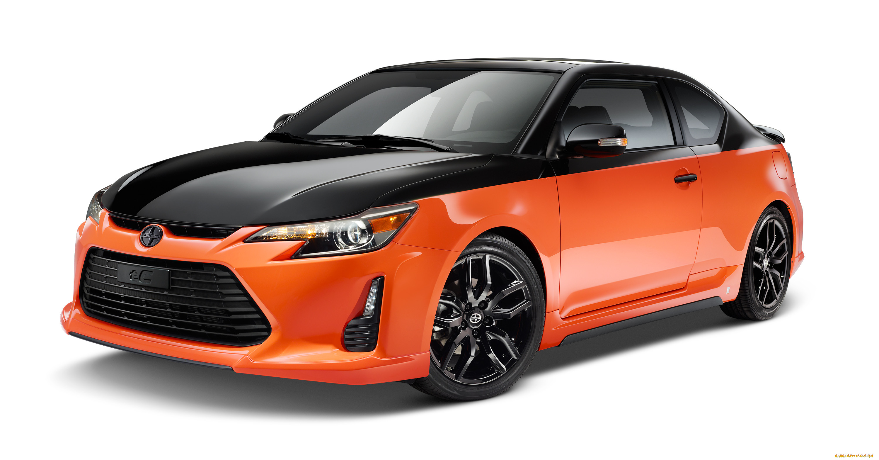, scion